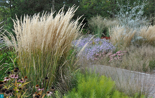    Calamagrostis  acutiflora Karl Foerster 