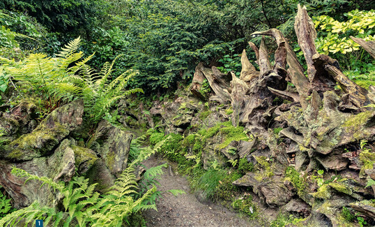 So schn kann abgestorbenes Holz im Garten wirken und dabei kologischen Nutzen bieten. Ein Beispiel aus Biddulph Grange, England 