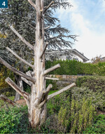 Stark-Äste an stehendem Totholz nutzen Vögel gern als Sitzwarte.