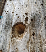 Durch Spechte aufgeweitete Löcher bieten Lebensraum für viele weitere Tierarten .