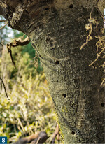 Initialbohrungen ins Längsholz gelingen leicht ohne das Risiko späterer Rissbildung.