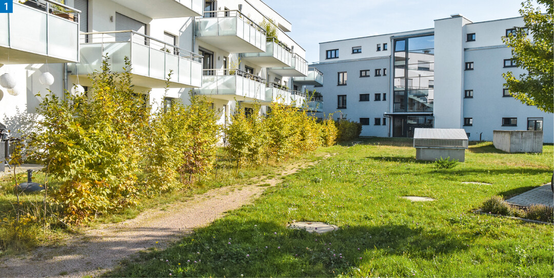 Hier scheint keine Fertigstellungspflege durchgeführt worden zu sein. Wie die Hainbuchen überhaupt noch in die gewünschte Heckenform gebracht werden können, ist zu prüfen. Sollte wegen fehlender Vereinbarungen zu lasten des Gärtners entschieden werden, müsste er die Hecken auf seine Kosten austauschen.