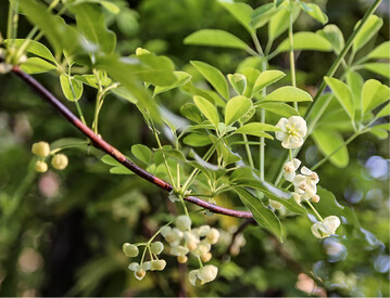 Akebia quinata Alba