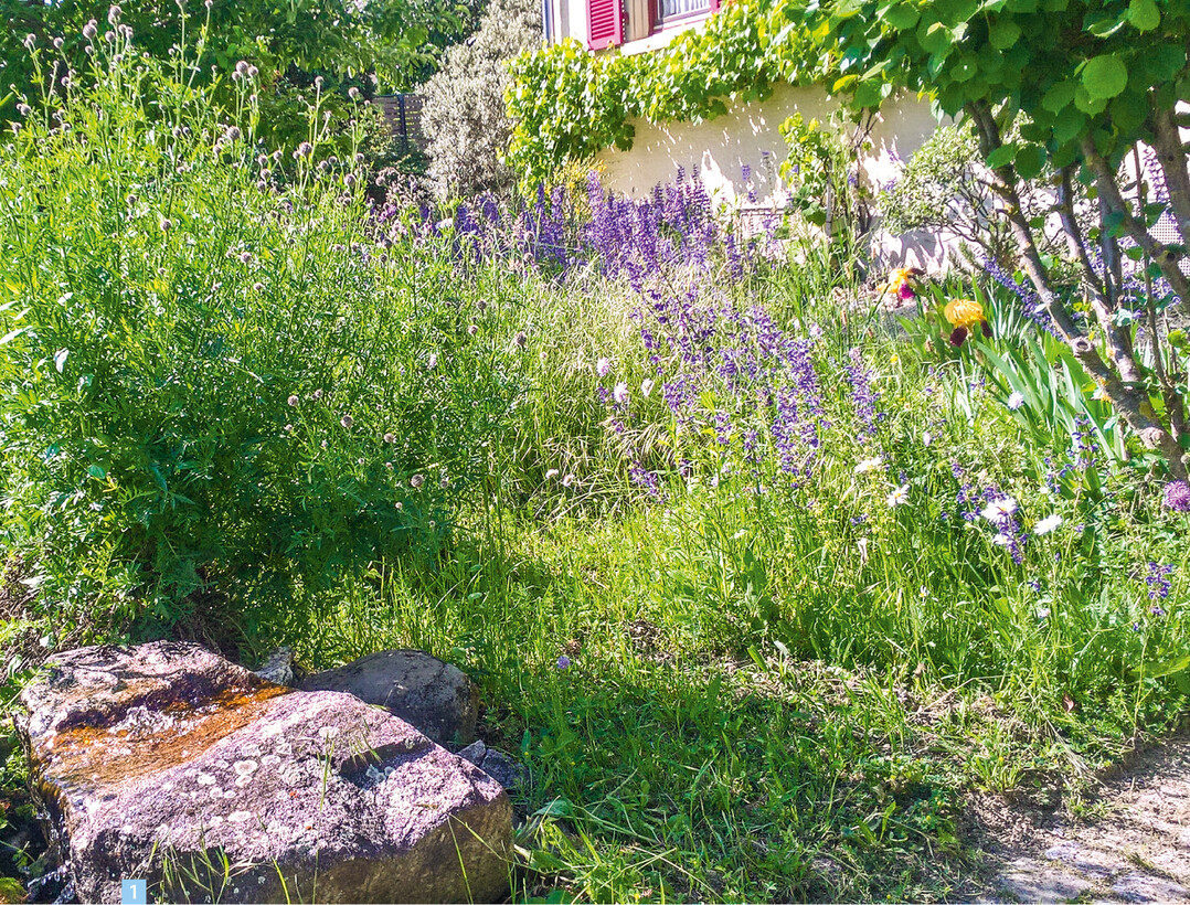 Mehr Vielfalt geht kaum: Stauden und Gehölze bieten Insekten und Vögeln Lebensraum und Nahrung.