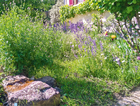  Mehr Vielfalt geht kaum: Stauden und Gehlze bieten Insekten und Vgeln Lebensraum und Nahrung. 