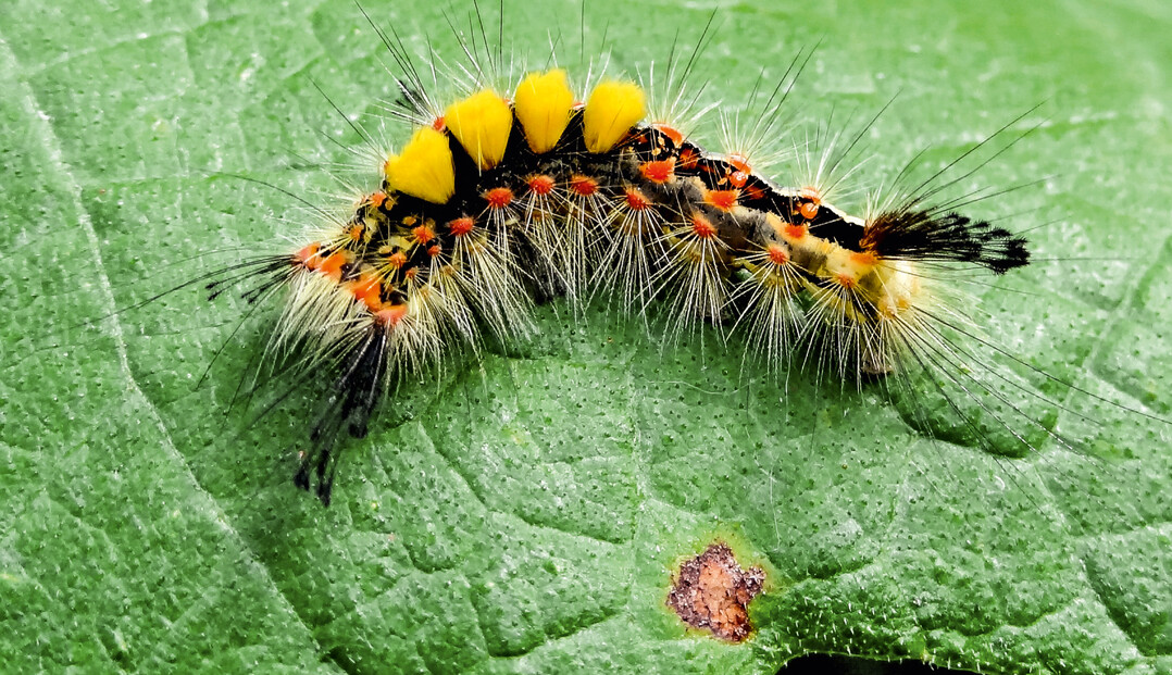 Diese Schönheit ist die Larve des Schlehenspinners. Er muss nicht bekämpft werden.