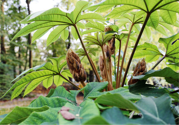 Tetrapanax papyrifer Steroidal Giant 