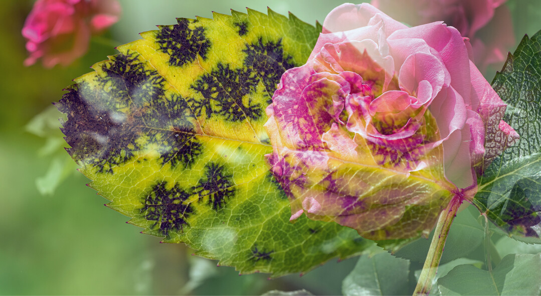  Nicht nur zum Leidwesen vieler Hobbygrtner oft untrennbar miteinander verbunden: Sternrutau und Rosen 
