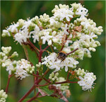 Heptacodium miconioides