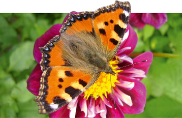  Auch die Raupen vom Kleinen Fuchs (Aglais urticae) leben von den Blttern der Brennnesseln. 