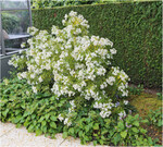 CHOISYA X DEWITTEANA
‘AZTEC PEARL‘