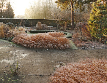  Erst im strohigen Zustand bei Frost erreicht Hakonechloa ihre Endhhe. 
