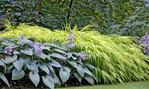 Neben den in mystischem Blaugrau und Blassviolett glänzenden Funkien (Hosta) strahlt das frische Grün von Hakonechloa All Gold umso heller.