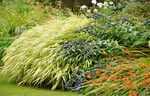 Das Japanwaldgras – hier in der ‘Aureola’-Form im Hermannshof in Weinheim – ist eine hervorragende Randpflanze für Beete.