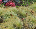 CAREX COMANS ‘FROSTED CURLS’