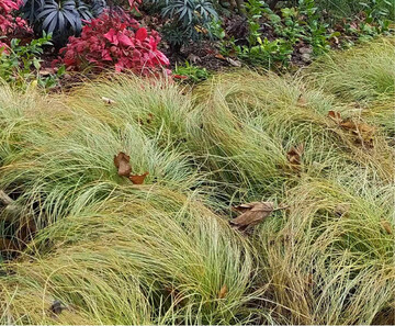 CAREX COMANS FROSTED CURLS 