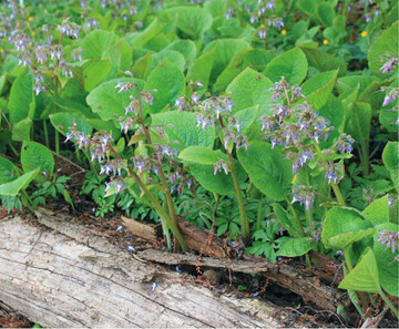  Trachystemon orientale 