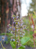 Trachystemon orientale