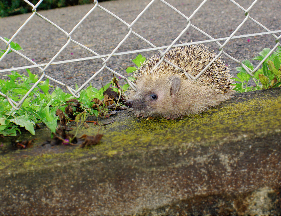 Dieser Jung-Igel passte gerade noch durch. 10 cm lichte Höhe müssen mindestens gegeben sein, damit auch ein erwachsener Igel die Einfriedung queren kann. Geringere Abstände führen vor allem bei Maschendraht zu Verletzungen.