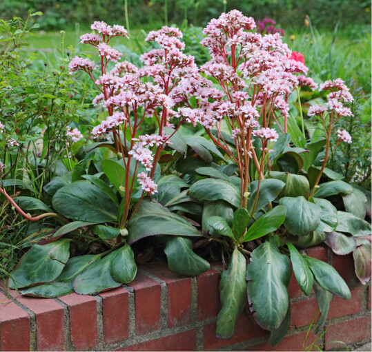BERGENIA  BEETHOVEN