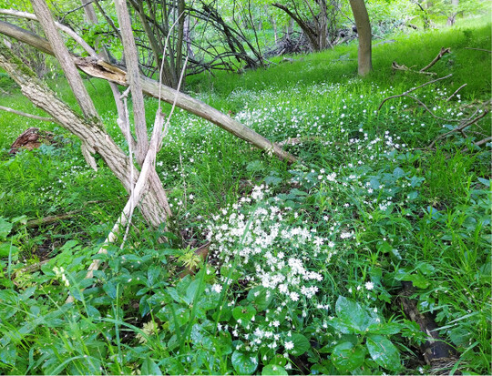 Rabelera holostea