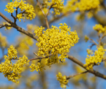 Im Mrz blht die heimische Kornelkirsche (Cornus mas) mit tausenden kleinen, gelben Blten. Der Hartriegel mit essbaren Frchten (Bild 11) ist hitze- und trockenheitsvertrglich.