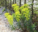 Euphorbia characias ssp. wulfenii