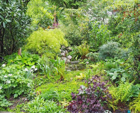 Helleborus ‘Anna’s Red’ im Vordergrund setzt einen schnen Farbkontrast zu Narcissus ‘Thalia’, Darmera peltata, Hosta ‘Blue Cadet’, Arisaema ringens und Acer ‘Koto-no-ito’.