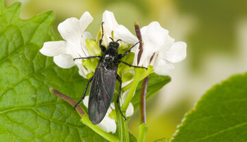 Weibchen einer Haarmcke (Bibio sp.)