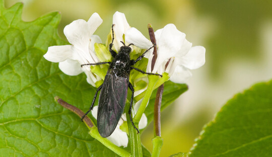 Weibchen einer Haarmcke (Bibio sp.)