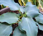 Hosta ‘Titanium’