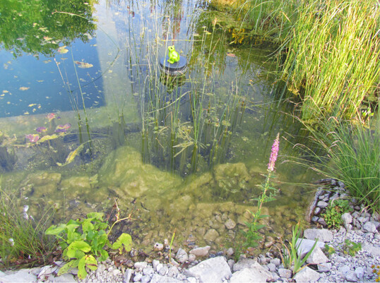 Ein Teich im Ungleichgewicht, dadurch bilden sich bermig Algen.