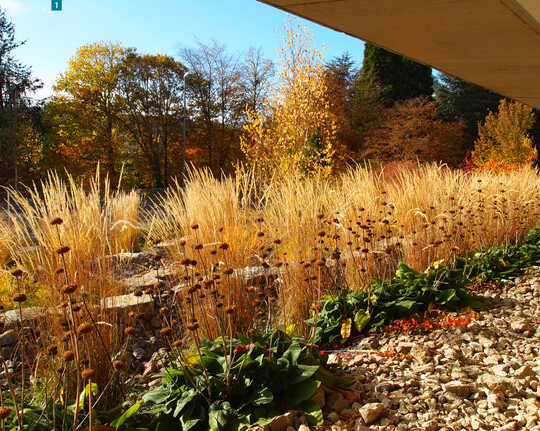 1  Entlang einer offenen Tiefgarage zeigt sich Calamagrostis Karl Foerster in Kombination mit den attraktiven Fruchtstnden von Phlomis russeliana in herbstlicher Pracht.