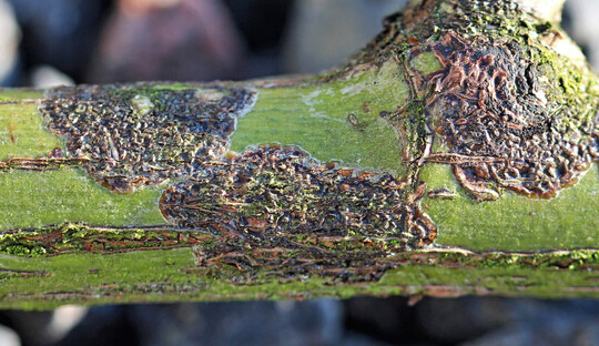Befallsstelle durch Botryosphaeria an Rose