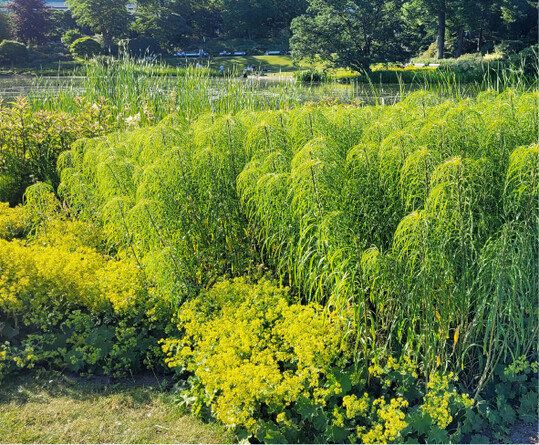 Helianthus Salicifolius