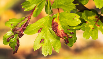Verursacht durch die Weidornblattlaus: auffllig rot verfrbte Bltter an Crataegus spp.