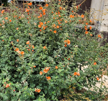 Sphaeralcea ambigua Childerley - Wstenmalve