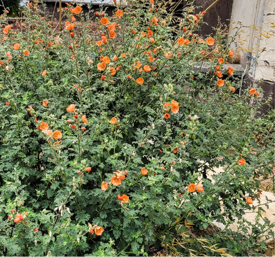 Sphaeralcea ambigua Childerley - Wstenmalve