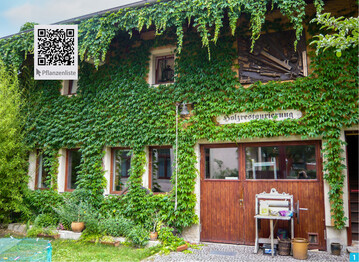 Fassadenbegrnung geht auch ganz einfach mit Wildem Wein. Weitere Arten haben wir in der Pflanzenliste (QR-Code) hinterlegt.