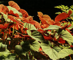 Begonia grandis var. evansiana