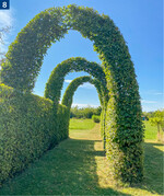 Fokus auf die Pflanze: Hainbuchengang