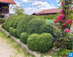 Die Wolkenhecke aus Buchsbaum auf dem eigenen Betriebshof