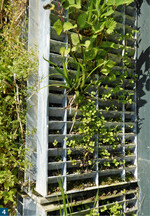 In den schräggestellten Lamellen des offenen Gitterrosts finden Pflanzen und Sämlinge schnell Halt und können sich zusätzlich über Ausläufer ausbreiten.