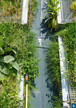 Eine nachträglich installierte Tröpfchenbewässerung sorgt in Trockenzeiten für ausreichend Feuchtigkeit.