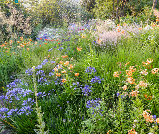 Winterharte Agapanthus-Sorten, Lilium henryi und Ziergrser im Gartenwerke-Schaugarten