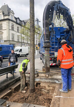 Öffnen und Leeren der Baumgrube mithilfe des Saugbaggers