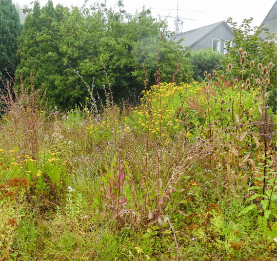 Sptsommeraspekt in der mageren Blumenwiese: Die letzten Blten mischen sich mit attraktiven Samenstnden.