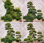 Schritt für Schritt zum Formgehölz