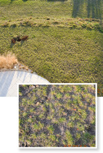 Lückige Rasenfläche