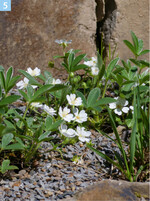 Die seltene heimische Potentilla alba wächst in einem Mulchsubstrat aus Splitt 2/5.